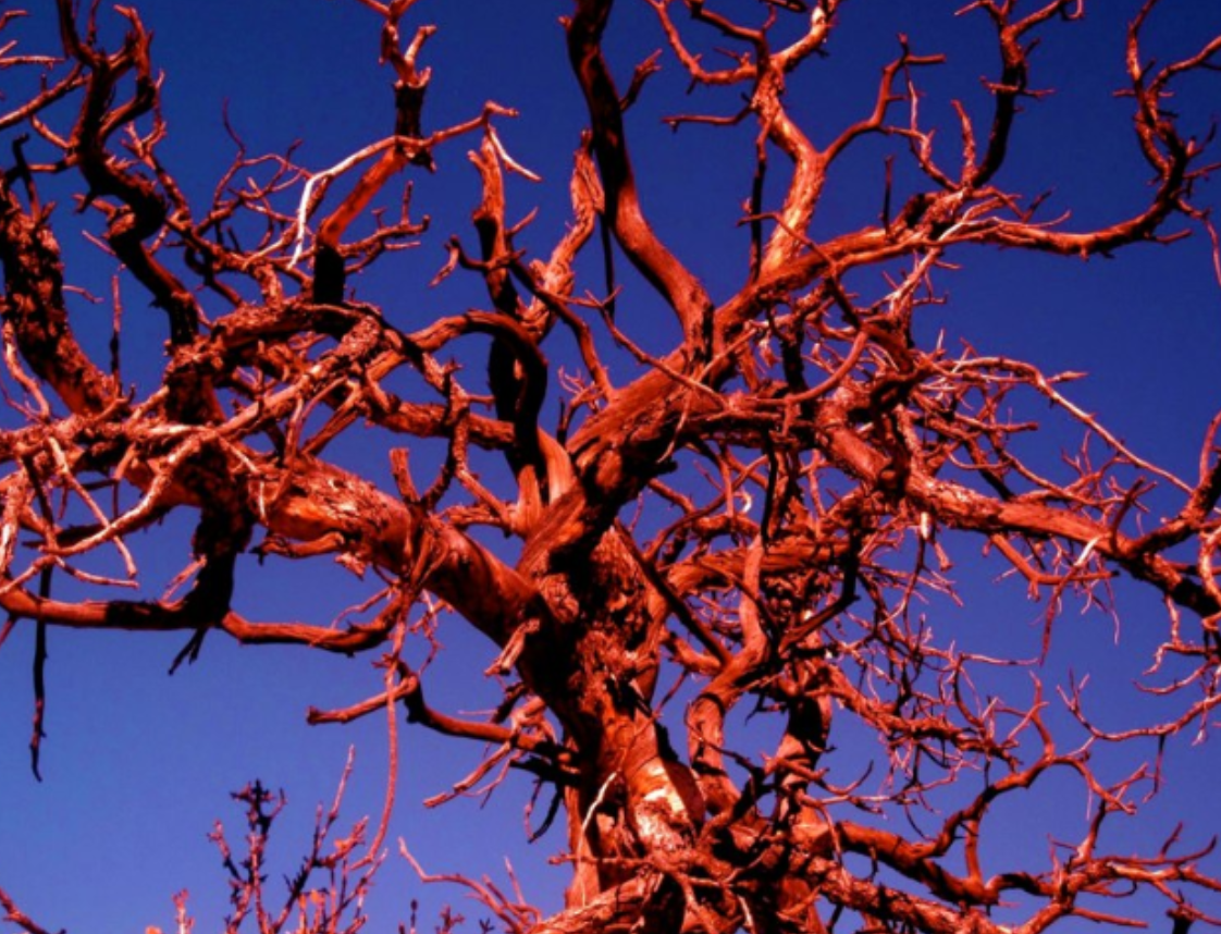 Intertwining red branches against a blue sky